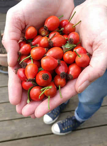 Rosehip